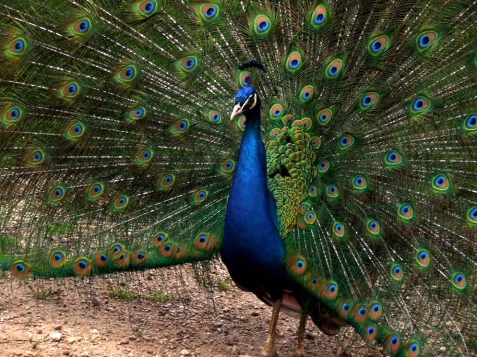 Peacock-showing-off-feathers