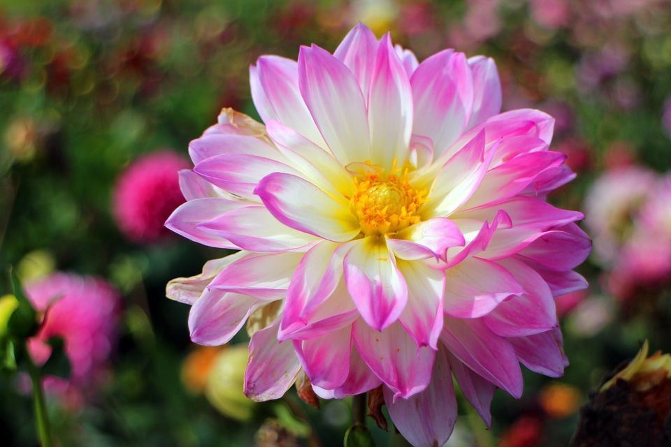 Plant composites flower garden