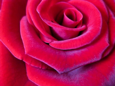 Rose Petals Close-up photo