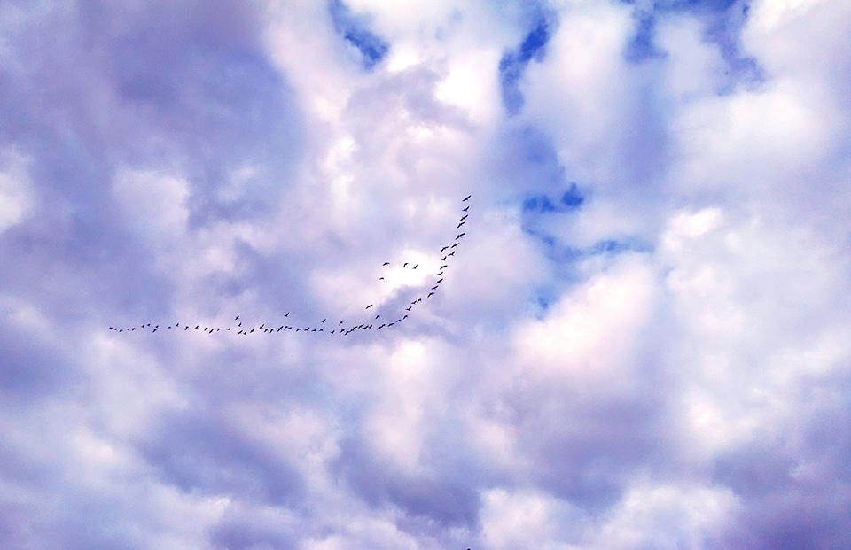 Flying nature bird