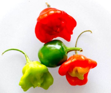 Mini Chili Peppers photo