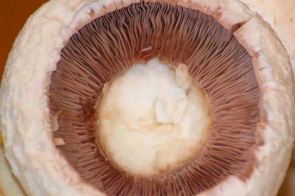Mushroom-gills-close-up