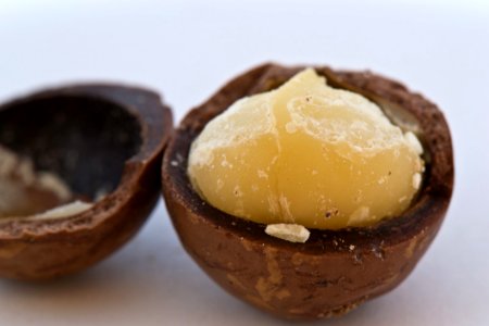 Macadamia Nut Seed photo