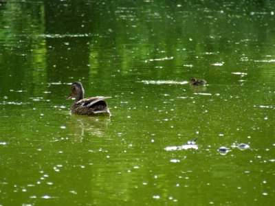 Mother-and-child-ducks