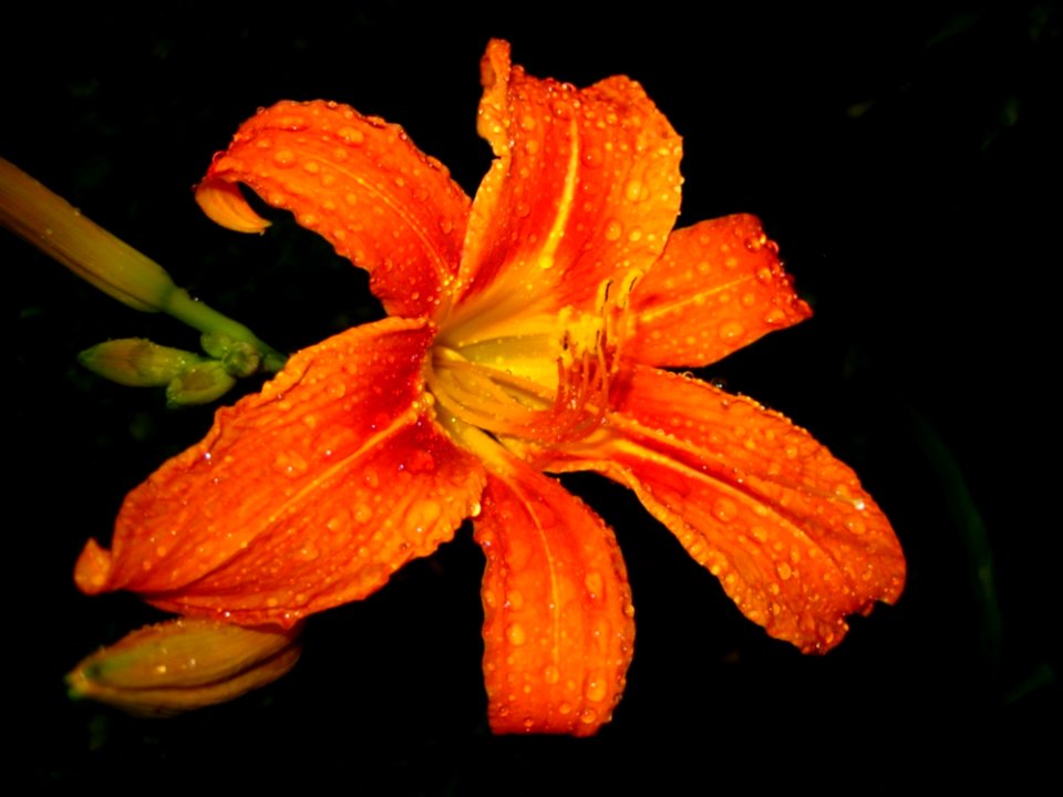 Orange-tiger-lily-covered-in-rain-drops