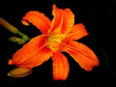 Orange-tiger-lily-covered-in-rain-drops photo