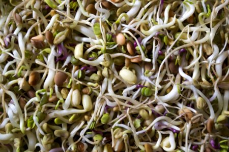 Alfalfa Sprouts photo