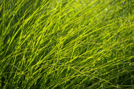 Green Grass In Soft Light
