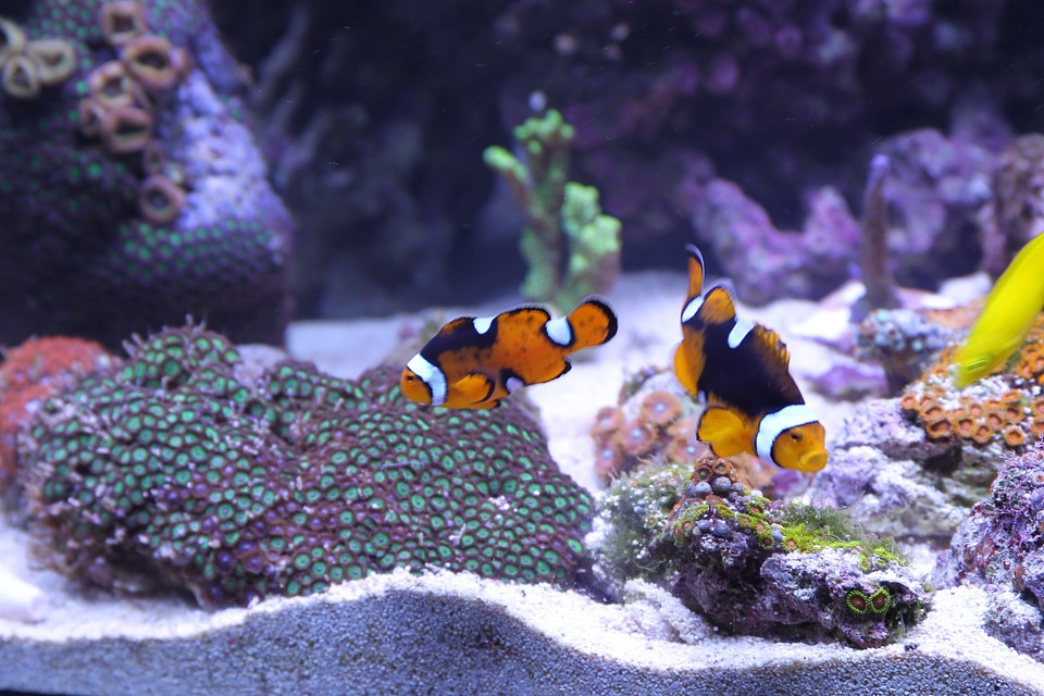 Fish tank aquatic anemonefish