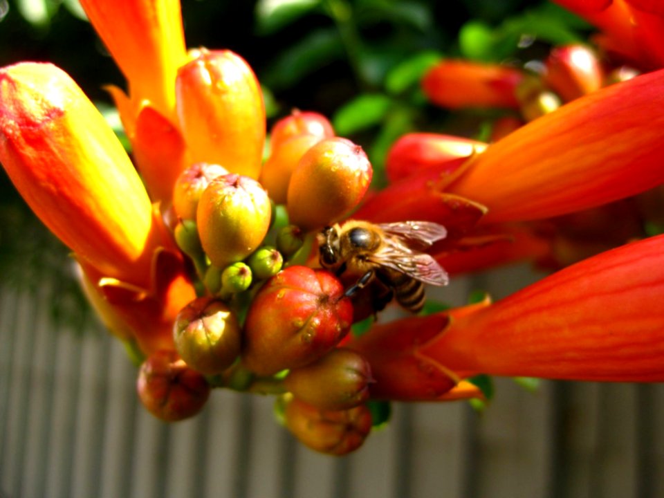 Macro-shot-of-bee-feasting-on-trumpet-vine
