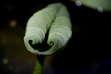 Unopened Lily Leaf