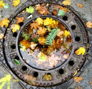 Leaves-in-sewer-lid-puddle