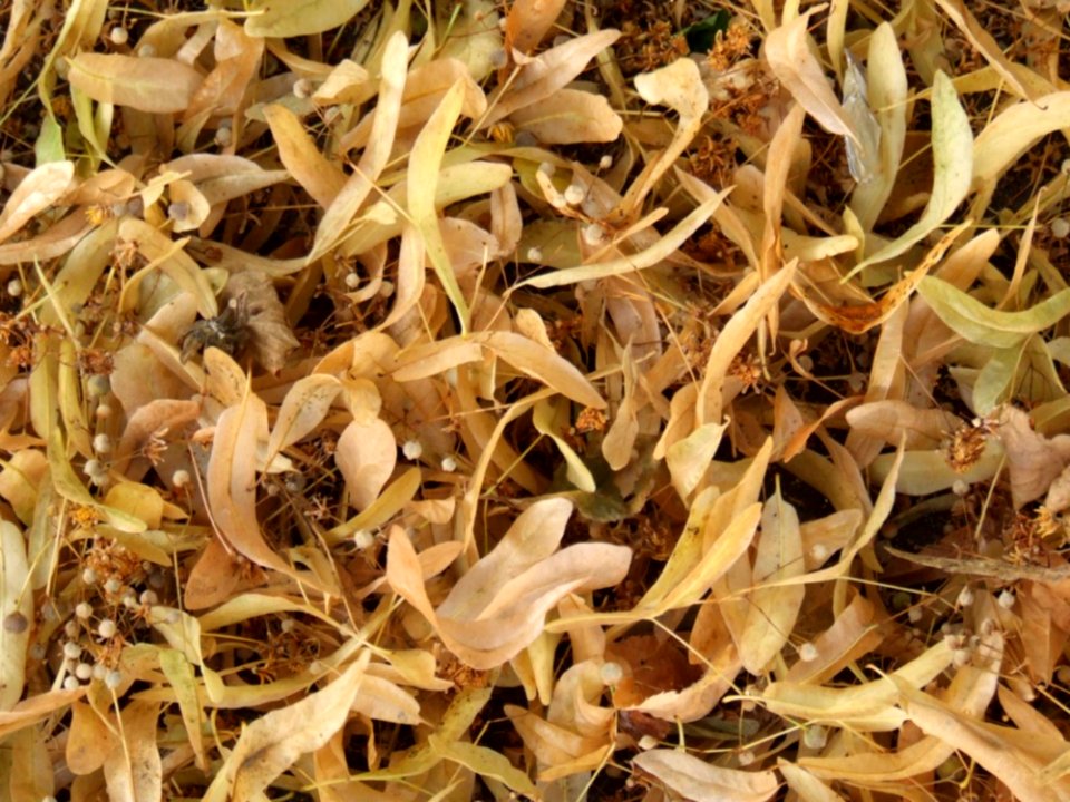 Lime-tree-dry-leaves