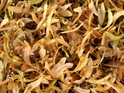 Lime-tree-dry-leaves
