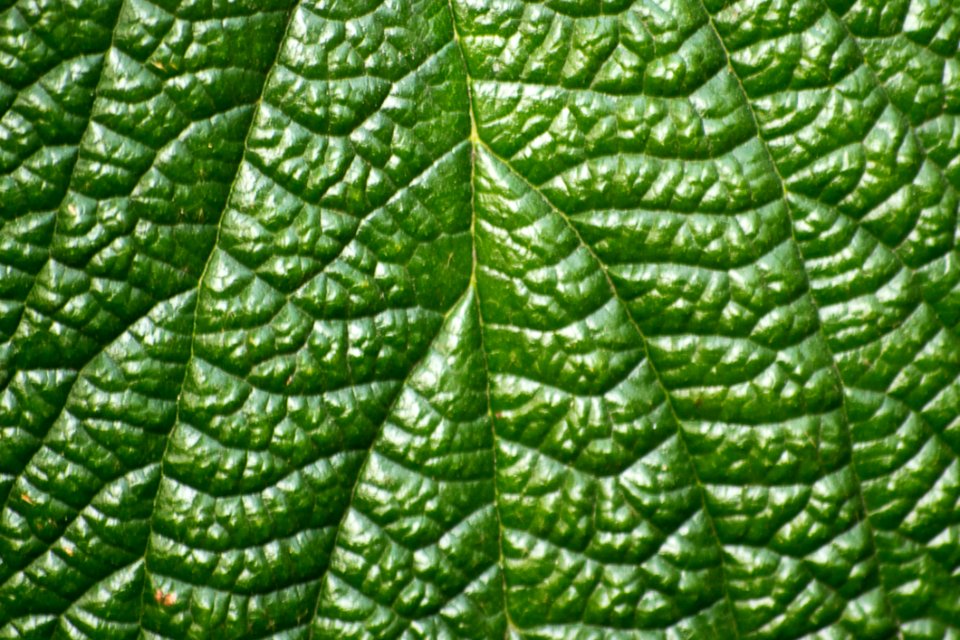 Photo Of The Vascular System Of A Bush Leaf This Plant Has A Palmate-veined Petiole