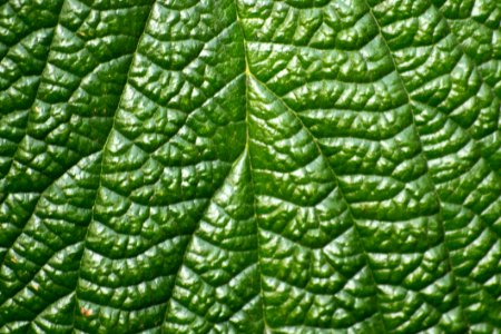 Photo Of The Vascular System Of A Bush Leaf This Plant Has A Palmate-veined Petiole