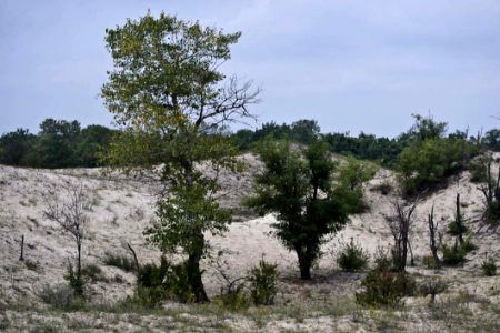 Letea Forest Sand Dunes Vegetation
