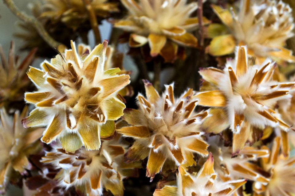 Leucadendron Plumosum