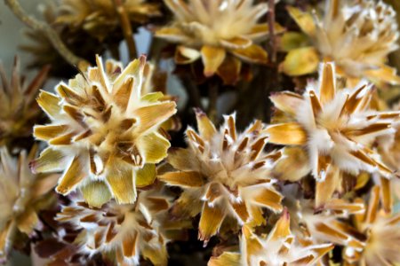 Leucadendron Plumosum