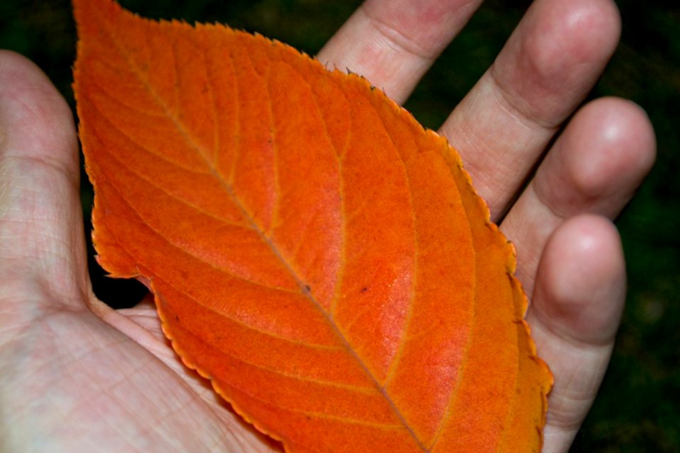 Hand-holding-rusty-leaf
