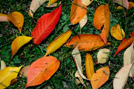 Japanese-cherry-leaves-in-different-shades