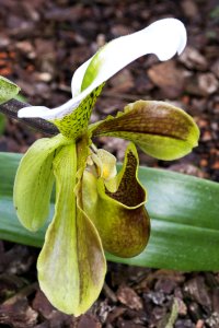 Ladys Slipper Orchid photo