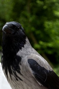 Hooded Crow photo