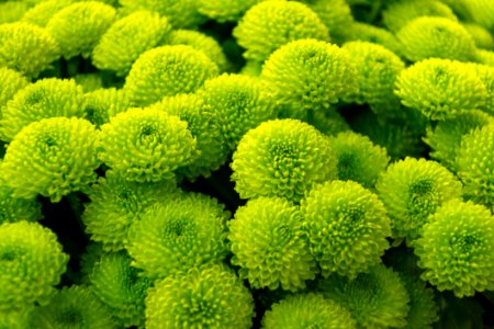 Green Button Chrysanthemums