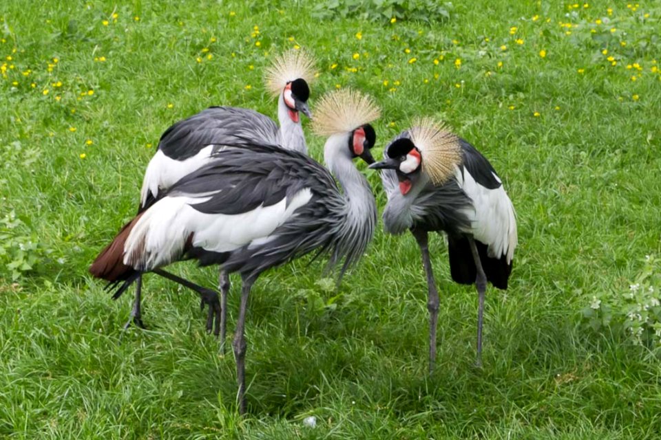 Grey Crowned Cranes