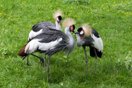 Grey Crowned Cranes