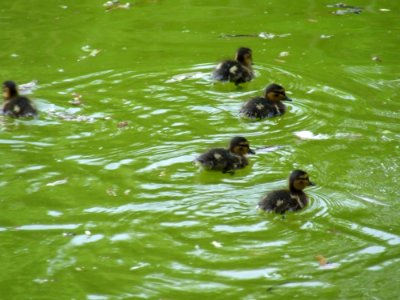 Group-of-ducklings photo