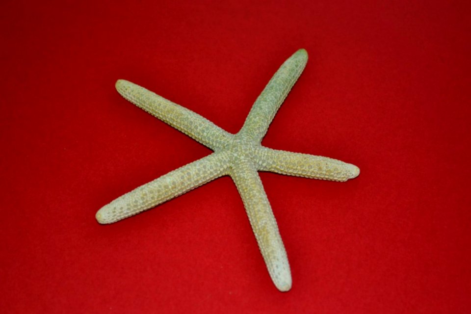 Green-dried-starfish-on-red-background