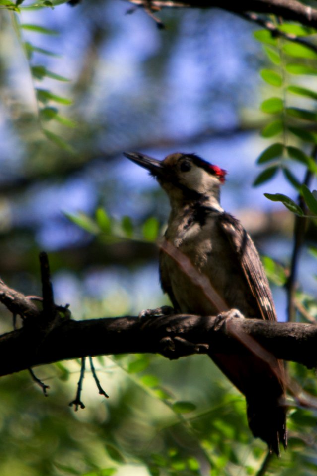 Photo Of A Woodpecker In Forest These Birds Have Tough Bills For Drilling Holes In Trees And Long Sticky Tongues For Extracting F