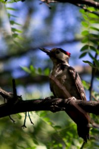 Photo Of A Woodpecker In Forest These Birds Have Tough Bills For Drilling Holes In Trees And Long Sticky Tongues For Extracting F