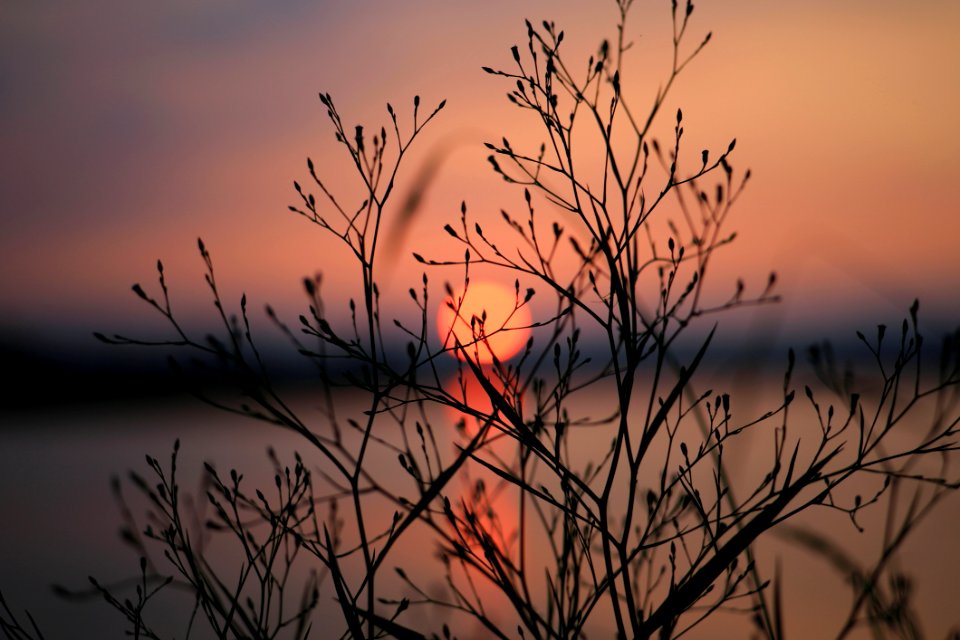 Silhouette Of Bare Tree During Sunset