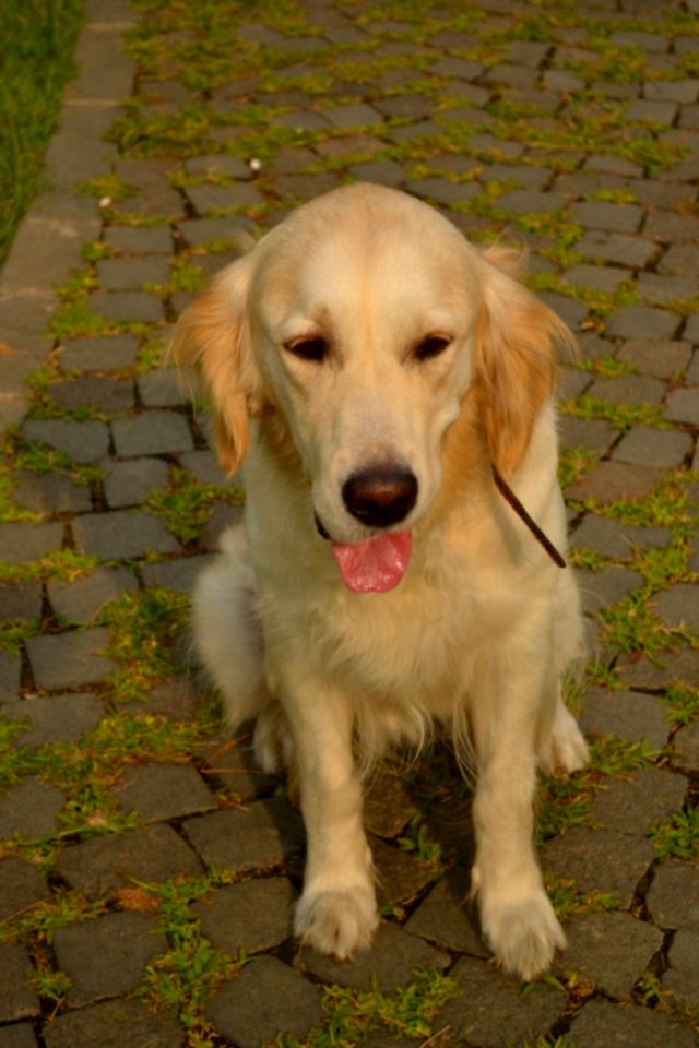 Golden-retriever