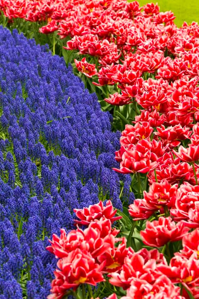 Grape Hyacinths And Tulips