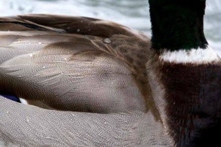 Duck Feathers Close-up