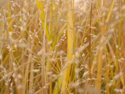 Field-of-dry-grass