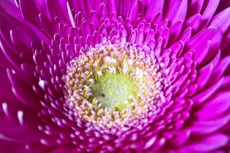 Violet Gerbera