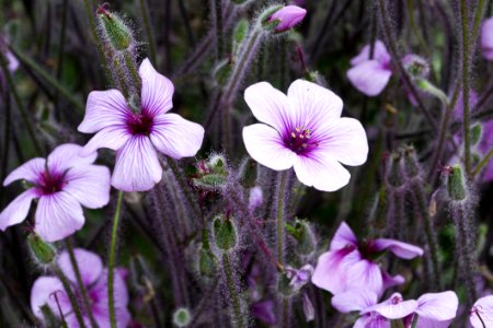 Madeira Cranesbill