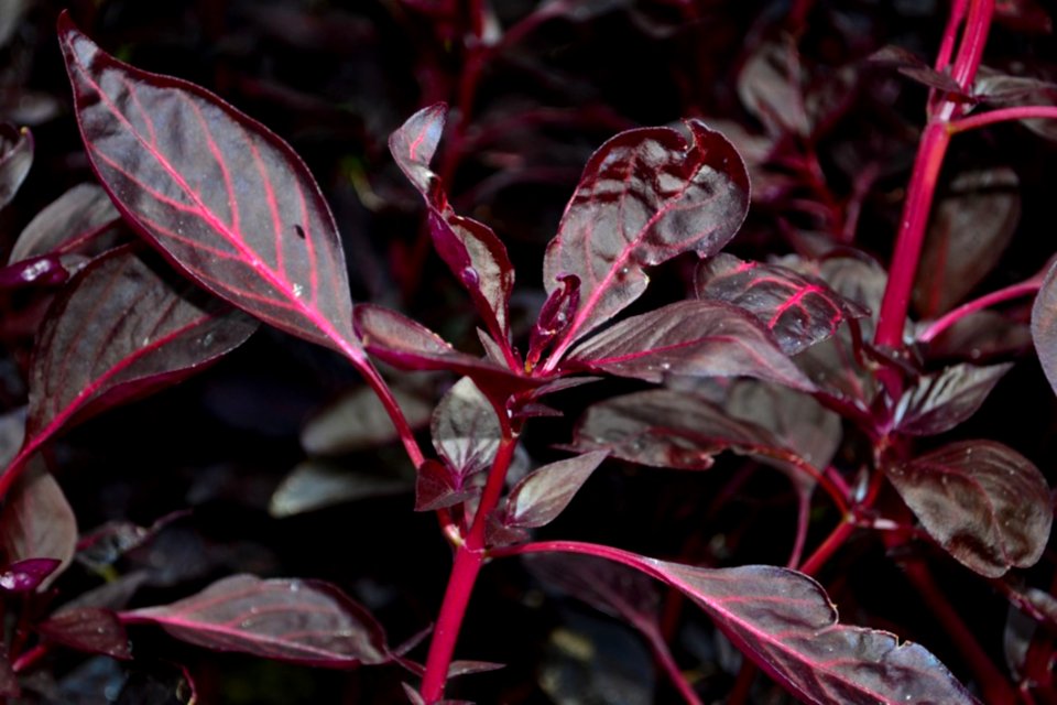 Garden-croton-shrub