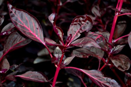 Garden-croton-shrub
