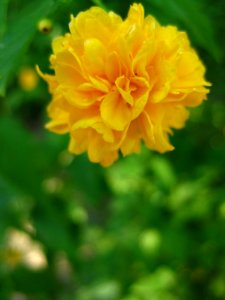 Garden-marigold-flower photo