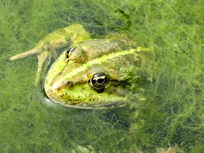 Marsh Frog