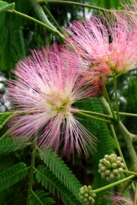 Fuzzy-pink-inflorescence