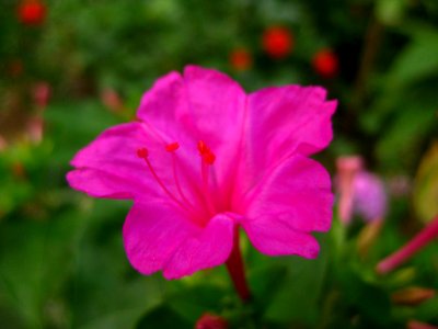 Fuchsia-four-o-clock-flower