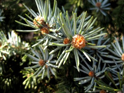 Evergreen-tree-fruits