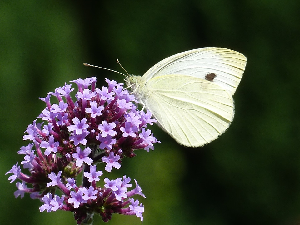 Butterfly verbena flower