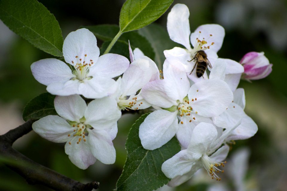 White Blossom